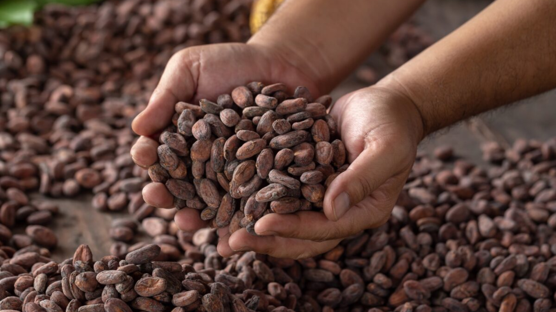 Venezuela se prepara para un nuevo Récord Guinness con el cacao venezolano